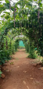 Herbal Farm & Research Centre