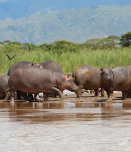 ruisizi national park