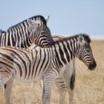 zebra, africa, friendship, friends, animals, group, nature, zebra, zebra, zebra, zebra, zebra