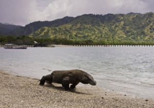 komodo national park